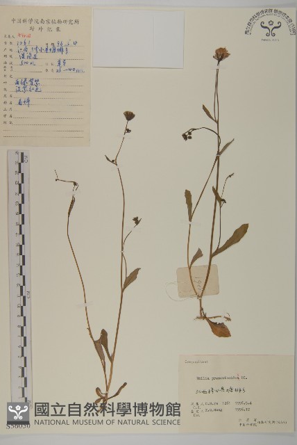 小葉一點紅藏品圖，第1張