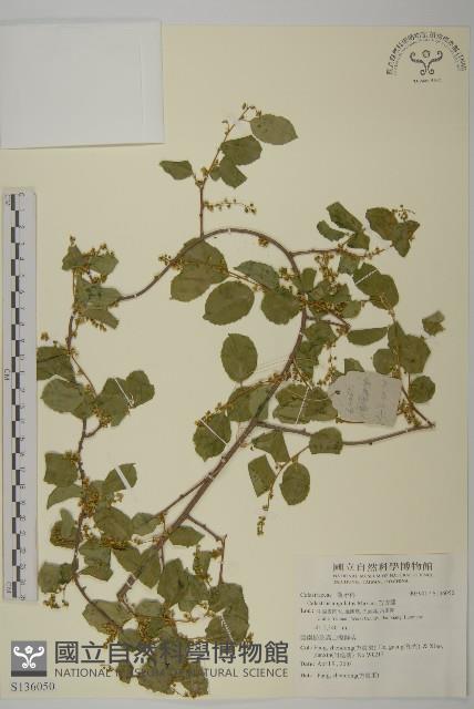 苦皮藤藏品圖，第1張