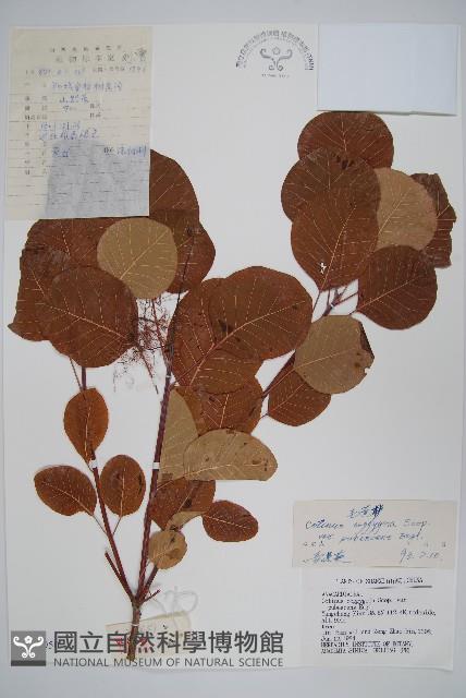 毛黃槴藏品圖，第1張