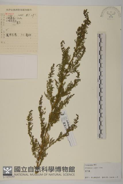 黃花蒿藏品圖，第1張