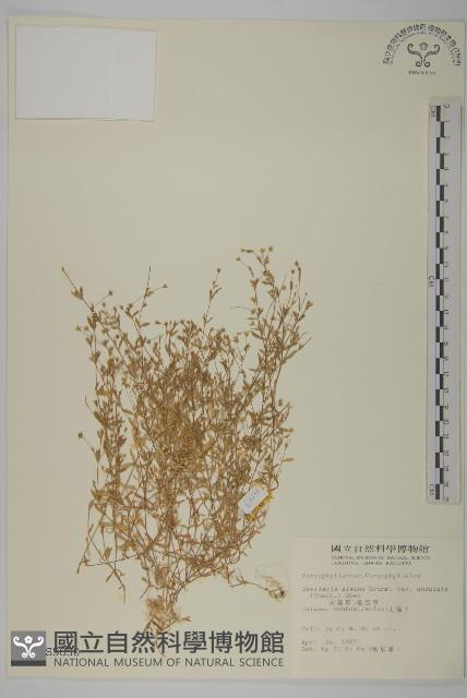 天蓬草、雀舌草藏品圖，第1張