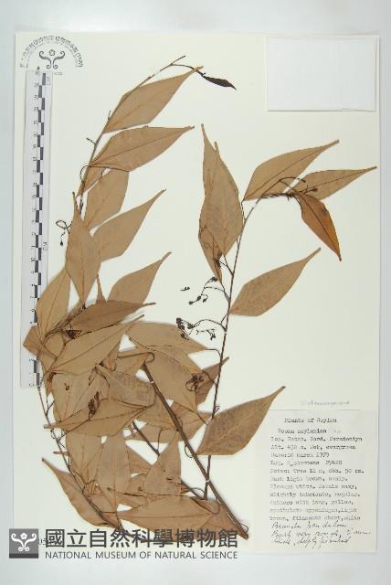 登錄號:S047050藏品圖，第1張