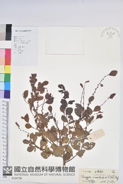 密花白飯樹藏品圖，第1張