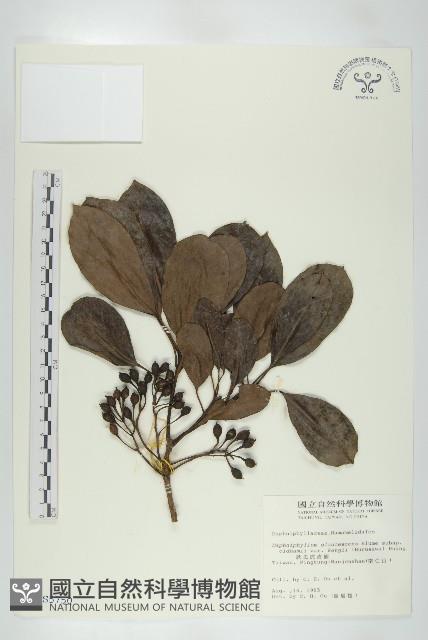 耿氏虎皮楠藏品圖，第1張