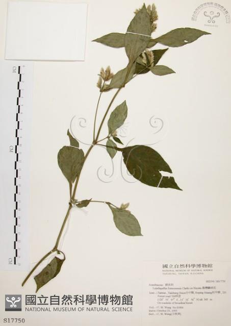 臺灣鱗球花藏品圖，第1張