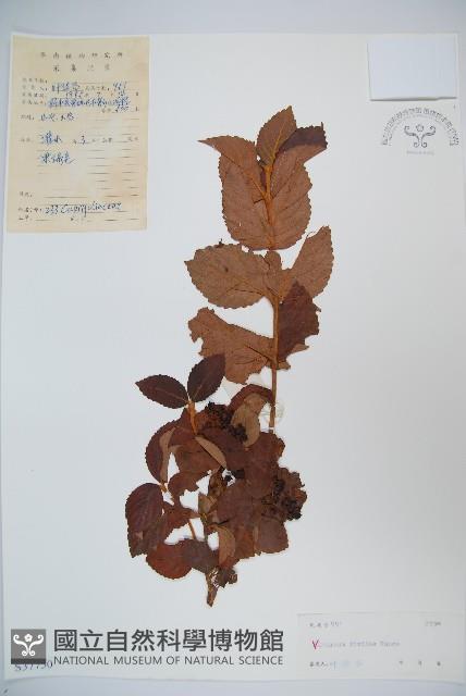 南方莢迷藏品圖，第1張