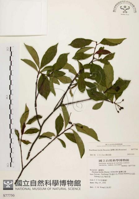 臺灣石楠藏品圖，第1張