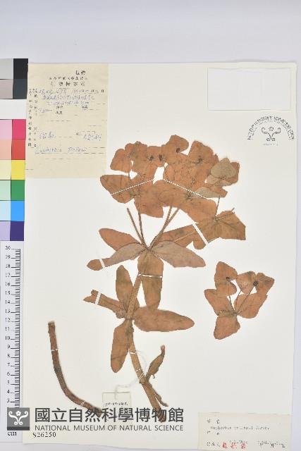 狠毒藏品圖，第1張