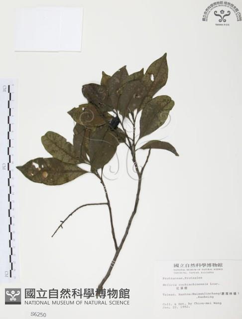 紅葉樹藏品圖，第1張