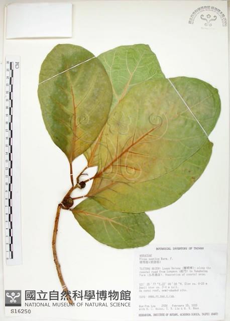 大冇榕、稜果榕藏品圖，第1張