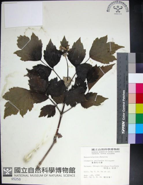 台灣牡丹藤、台灣草牡丹藏品圖，第1張