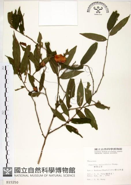 柳葉山茶藏品圖，第1張