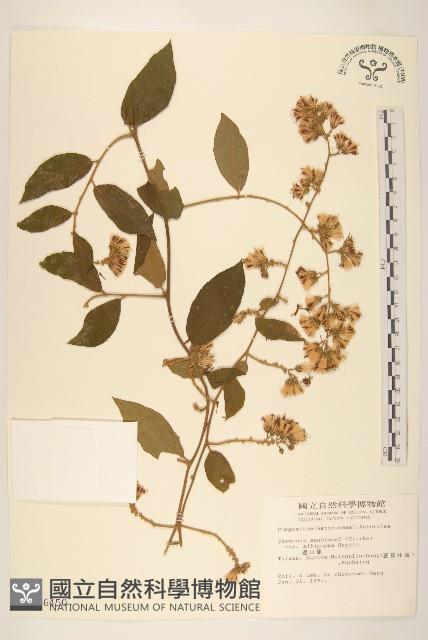 過山龍藏品圖，第1張