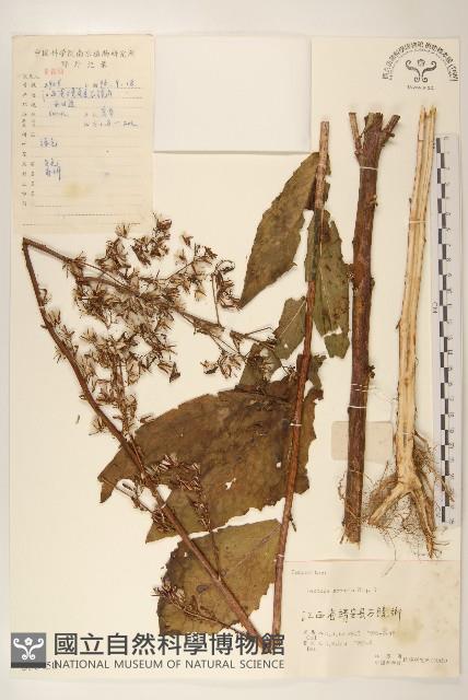 山萵苣藏品圖，第1張