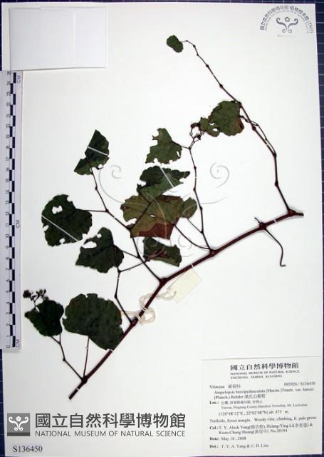 漢氏山葡萄藏品圖，第1張