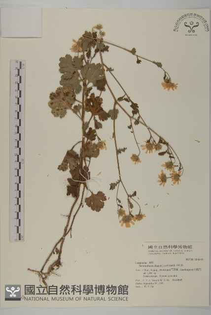 小紅菊藏品圖，第1張