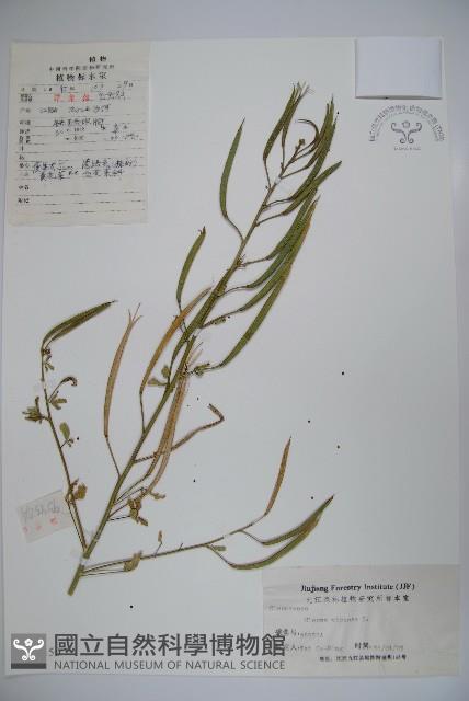 向天黃藏品圖，第1張