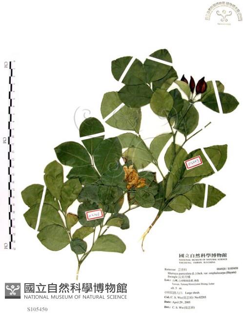 長果月橘藏品圖，第1張