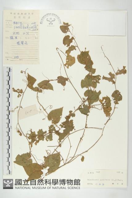 大苞赤瓟藏品圖，第1張