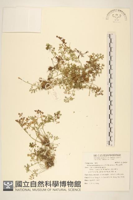 假吐金菊藏品圖，第1張