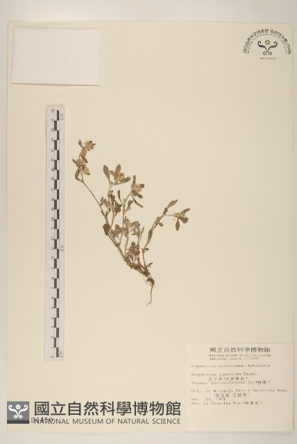 父子草、天青地白藏品圖，第1張