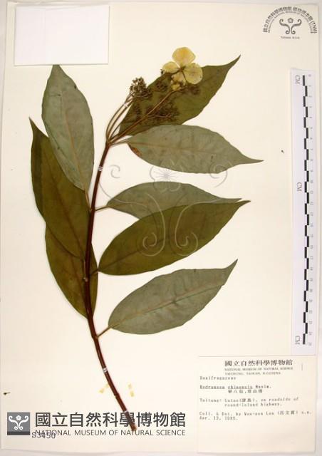 華八仙藏品圖，第1張