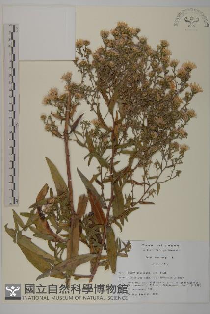 友禪花藏品圖，第1張