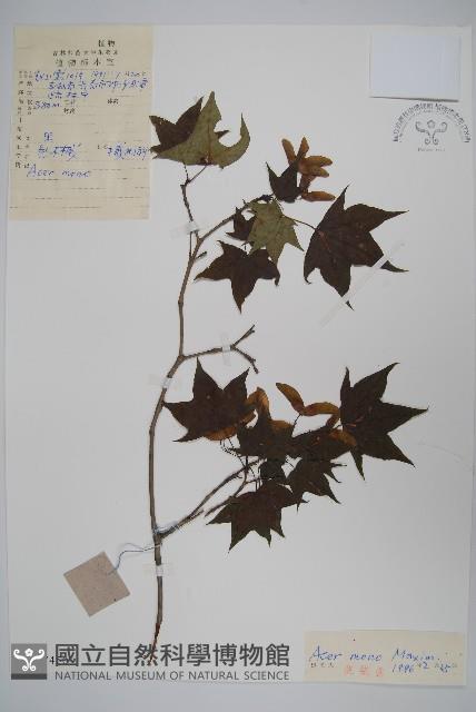 元寶楓, 地錦槭藏品圖，第1張