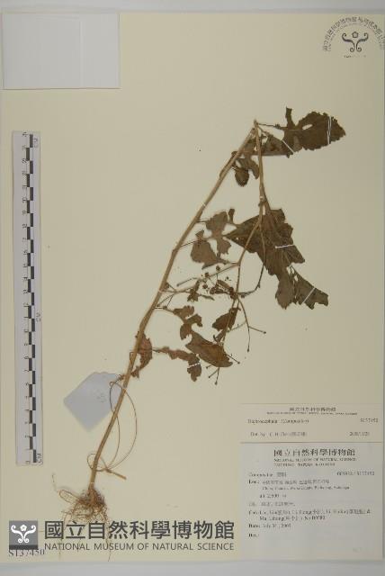 登錄號:S137450藏品圖，第1張