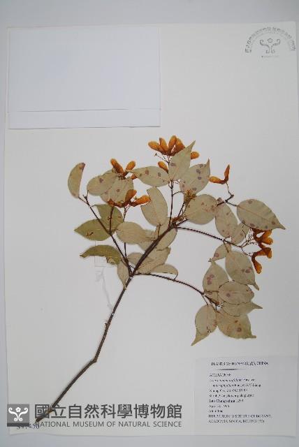 登錄號:S047450藏品圖，第1張