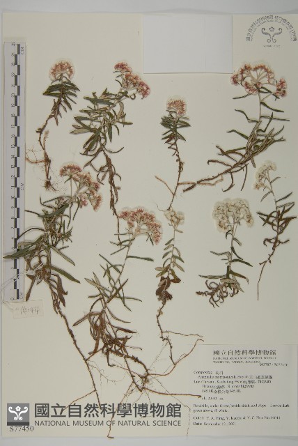玉山抱莖籟簫藏品圖，第1張