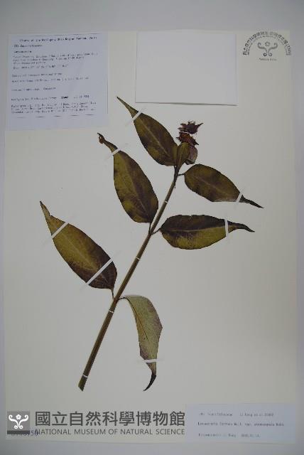 狹萼鬼吹簫藏品圖，第1張