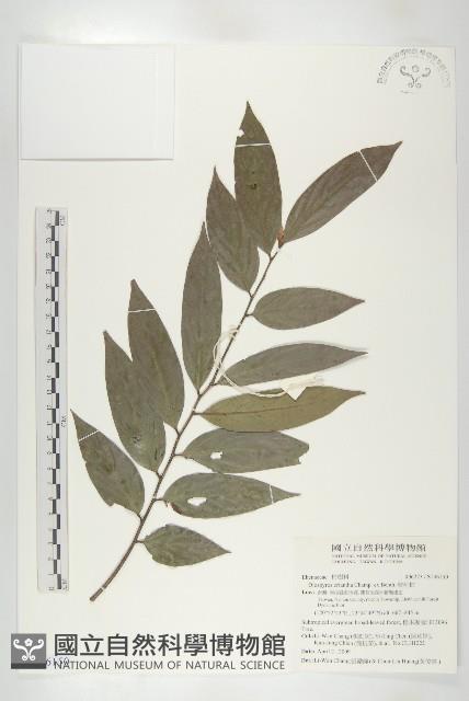 軟毛柿藏品圖，第1張