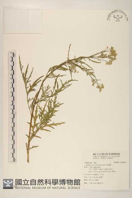 銀膠菊藏品圖，第1張