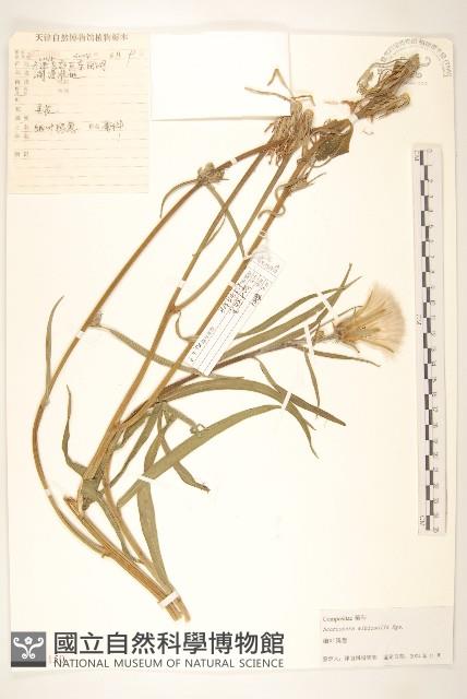 芼管草藏品圖，第1張