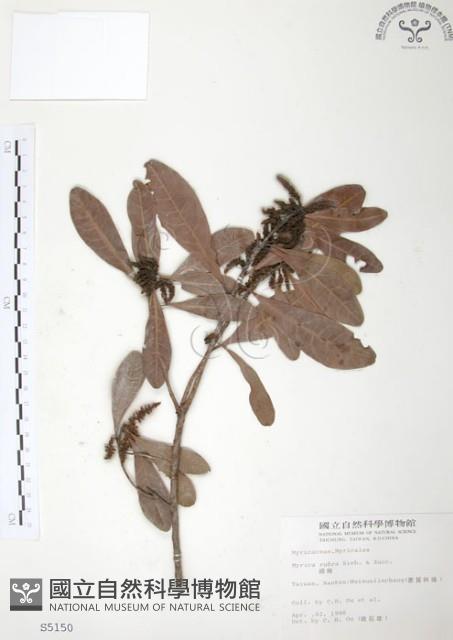 楊梅藏品圖，第1張