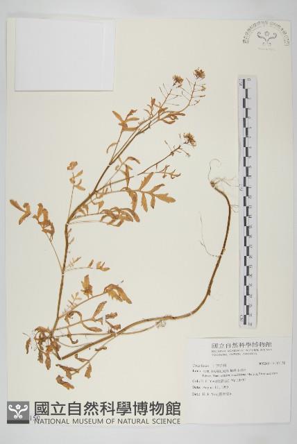 登錄號:S115150藏品圖，第1張