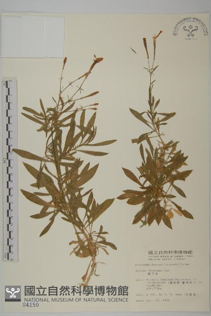 蠅子草藏品圖，第1張