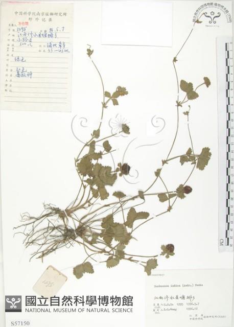 蛇莓、地莓、龍吐珠藏品圖，第1張