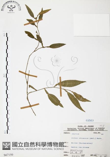 柚葉藤藏品圖，第1張