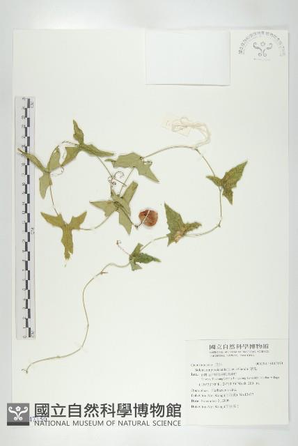 茅瓜藏品圖，第1張