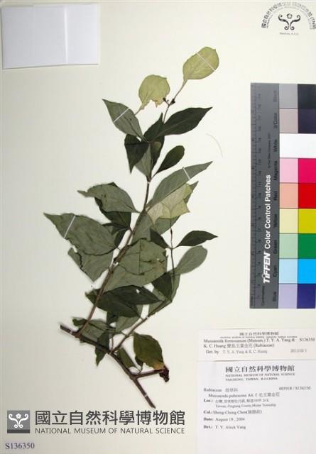 寶島玉葉金花藏品圖，第1張