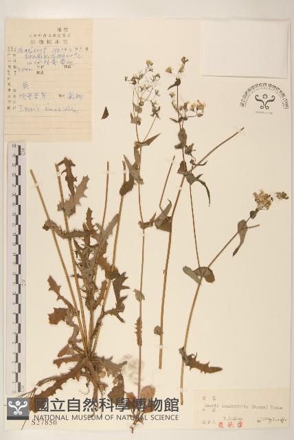 抱莖苦菜藏品圖，第1張