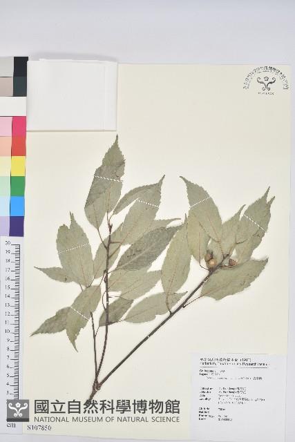 青剛櫟、鐵椆藏品圖，第1張