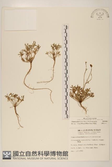 香茹藏品圖，第1張