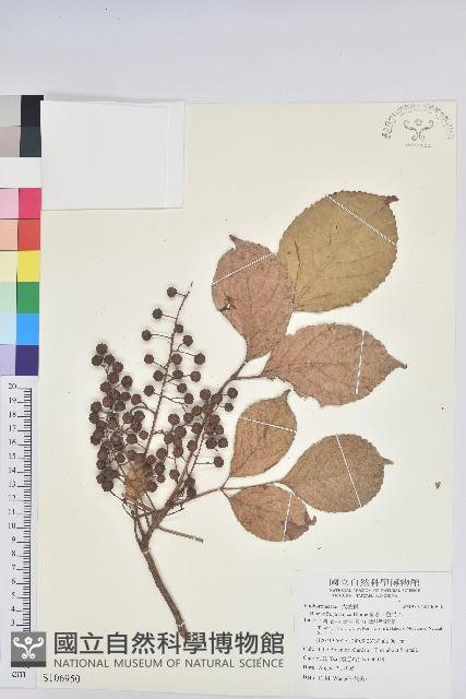 茄苳、重陽木藏品圖，第1張