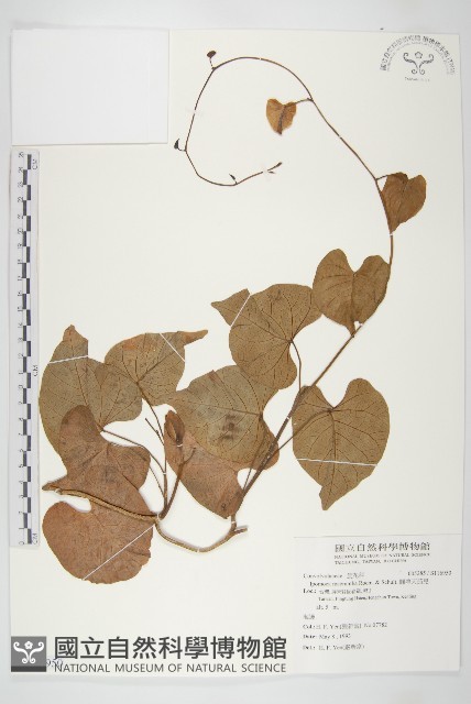 圓萼天茄兒藏品圖，第1張