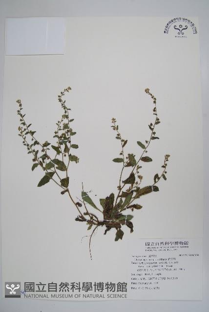 盾果草藏品圖，第1張