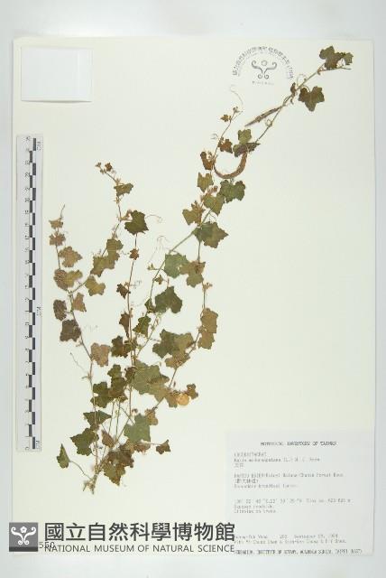 天花藏品圖，第1張