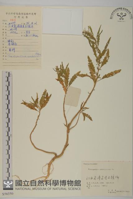 臭杏、土荊芥藏品圖，第1張